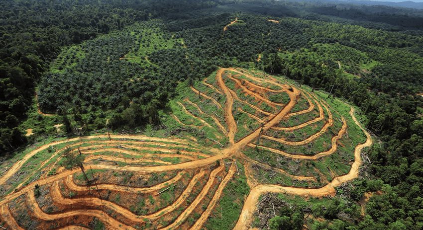 plantation-de-palmier-a-huile-et-foret-tropicale-a-Borneo-Malaisie-photo-C-rhett-A