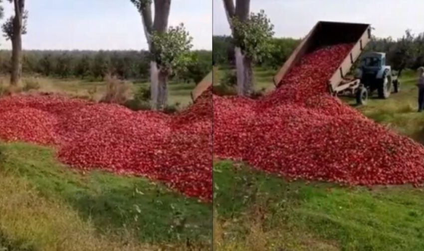  Le aruncă? Precizările ministerului Agriculturii la imaginile cu fermierul, care răstoarnă tone de mere la un capăt de livadă