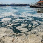 „Mucilagiul marin” riscă să ajungă în Marea Neagră, după ce în Marea Marmara a redus drastic diversitatea peștilor