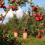 Republica Moldova va exporta în India un lot de probă de 100 de tone de mere