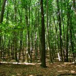 În porțiunile de păduri unde vor fi efectuate tăieri programate de copaci, vor apărea panouri informative pentru cetățeni