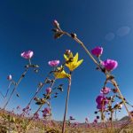 FOTO/ Imagini de poveste în Chile. Cel mai arid deșert din lume a înflorit odată cu sosirea primăverii australe