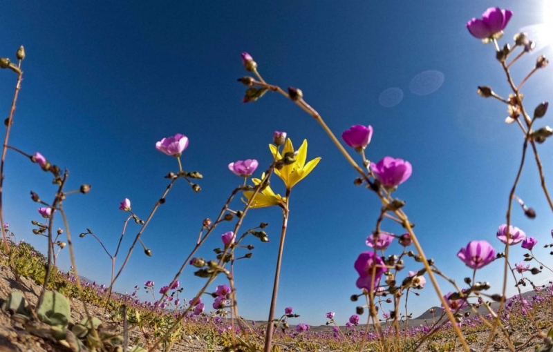  FOTO/ Imagini de poveste în Chile. Cel mai arid deșert din lume a înflorit odată cu sosirea primăverii australe