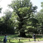 STUDIU/ Stejarii bătrâni îşi intensifică procesul de fotosinteză ca răspuns la creşterea nivelului de dioxid de carbon din atmosferă