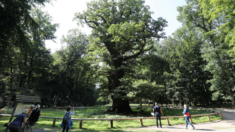 STUDIU/ Stejarii bătrâni îşi intensifică procesul de fotosinteză ca răspuns la creşterea nivelului de dioxid de carbon din atmosferă