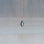 VIDEO/ Ziua în amiaza mare. Un braconier, surprins cum își verifică plasele instalate ilegal într-un lac