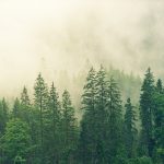 COP26: Comisia Europeană va oferi un miliard de euro pentru protejarea pădurilor