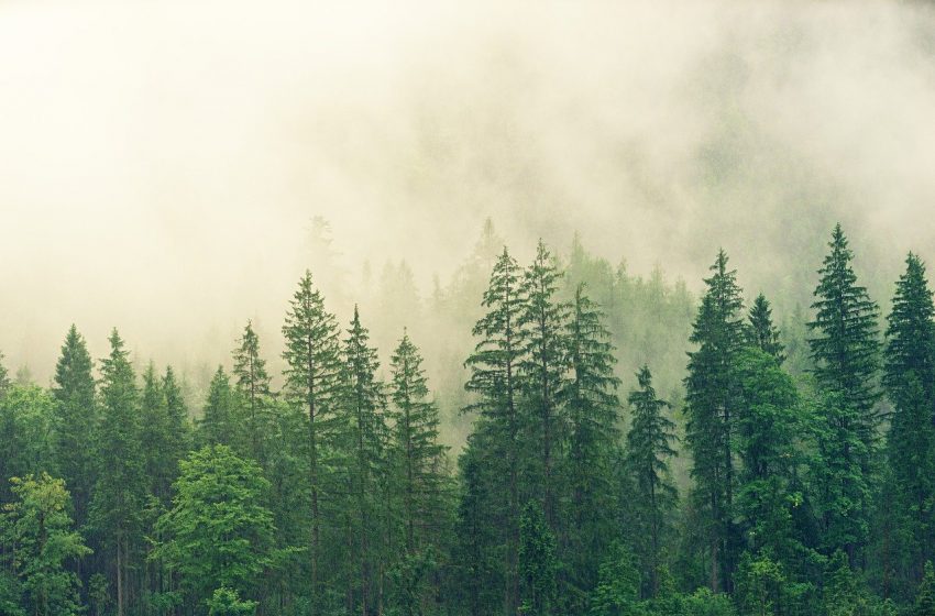  COP26: Comisia Europeană va oferi un miliard de euro pentru protejarea pădurilor