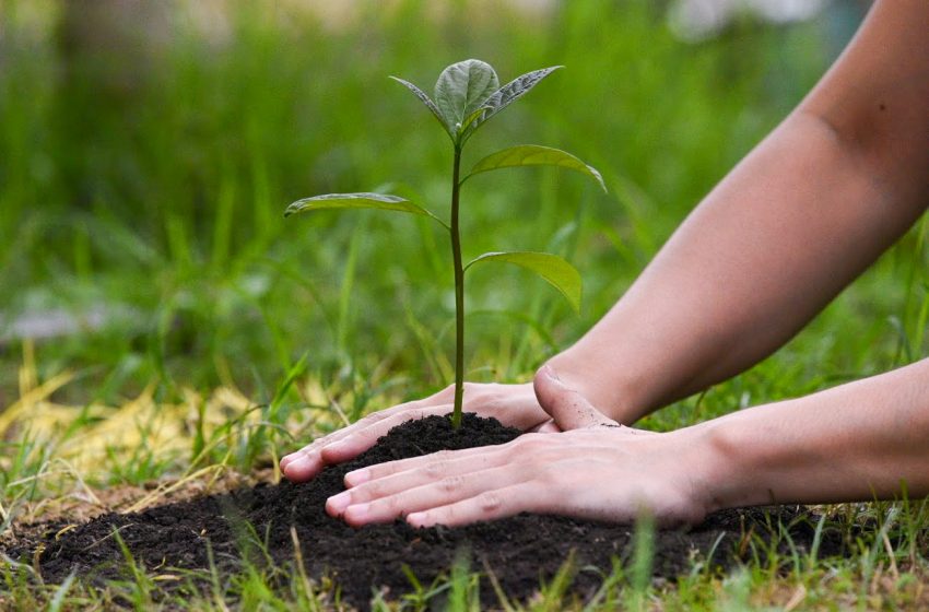  Fiecare gospodărie din Ţara Galilor va primi gratuit un copac pe care să-l planteze