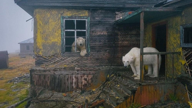  Vremea rece îi ține pe urșii polari departe de satele din nordul Rusiei. Animalele vânează în sălbăticie