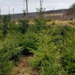 Moldsilva avertizează: Tăierile ilicite de conifere sunt sancţionate