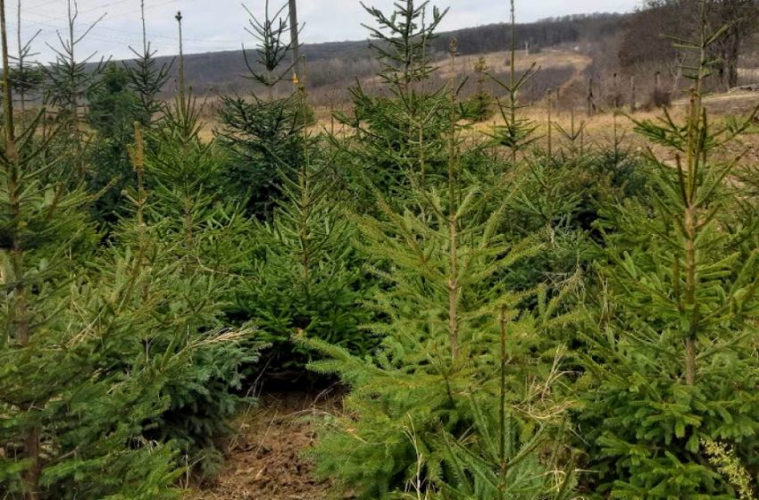 Moldsilva avertizează: Tăierile ilicite de conifere sunt sancţionate