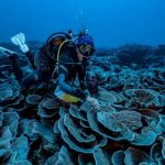 Un recif de corali uriaș, neafectat de schimbările climatice, descoperit în Tahiti