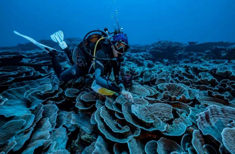  Un recif de corali uriaș, neafectat de schimbările climatice, descoperit în Tahiti