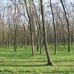 Ministra Mediului spune că salcâmul din pădurile Moldovei ar trebui înlocuit