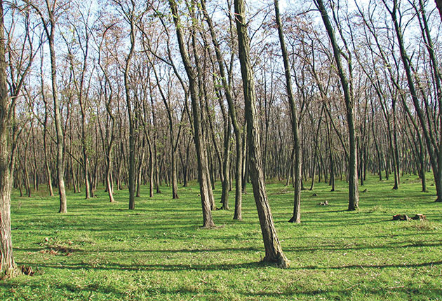  Ministra Mediului spune că salcâmul din pădurile Moldovei ar trebui înlocuit