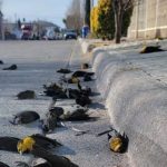 VIDEO/ Imagini de coșmar în Mexic. Momentul în care un stol de păsări se prăbușește brusc la pământ