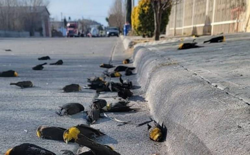  VIDEO/ Imagini de coșmar în Mexic. Momentul în care un stol de păsări se prăbușește brusc la pământ