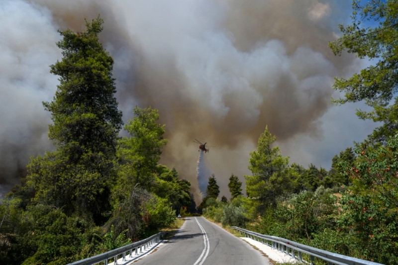  Insula Evia, reîmpădurită după incendiile devastatoare care au afectat Grecia în 2021