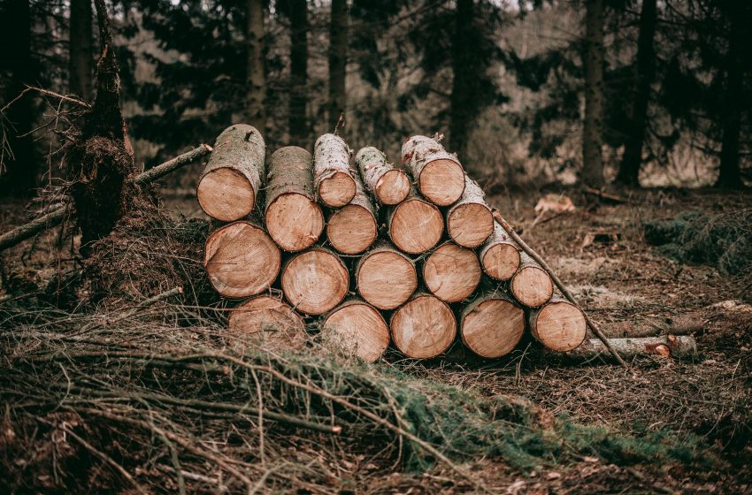  Sute de metri cubi de lemn, tăiați în plus. Ilegalități și neregulile depistate la mai multe întreprinderi silvice