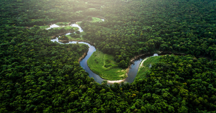  STUDIU/ Pădurea tropicală amazoniană, aproape de punctul de a se transformă în savană. Ce implicaţii aduce această schimbare
