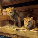 Doi lei evacuaţi din Ucraina, găzduiţi de un adăpost pentru animale din Belgia