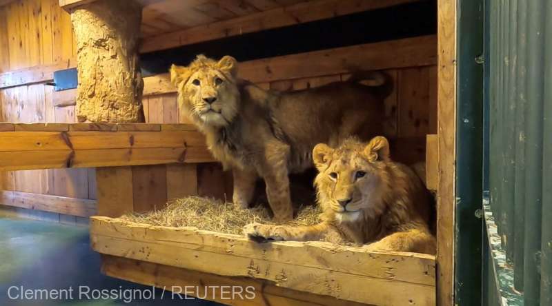  Doi lei evacuaţi din Ucraina, găzduiţi de un adăpost pentru animale din Belgia