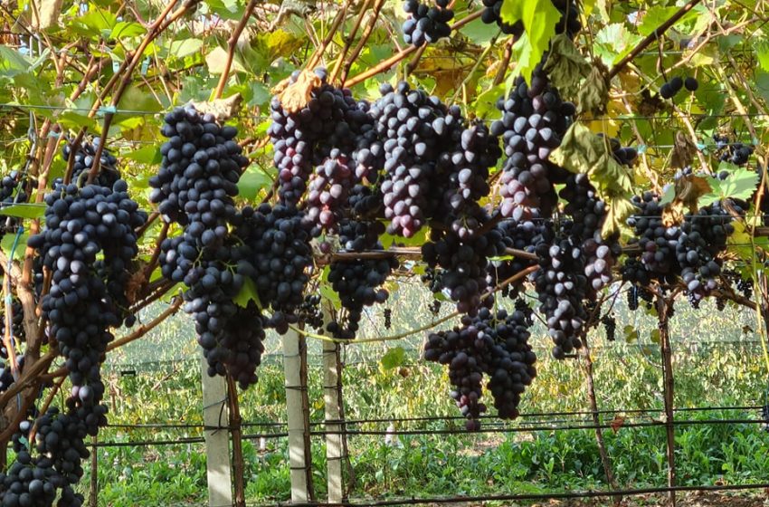  Doi viticultori au transformat podgoriile lor tradiționale în afaceri profitabile