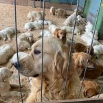 120 de câini de rasa Golden Retriever din Odessa, adăpostiți la Chișinău