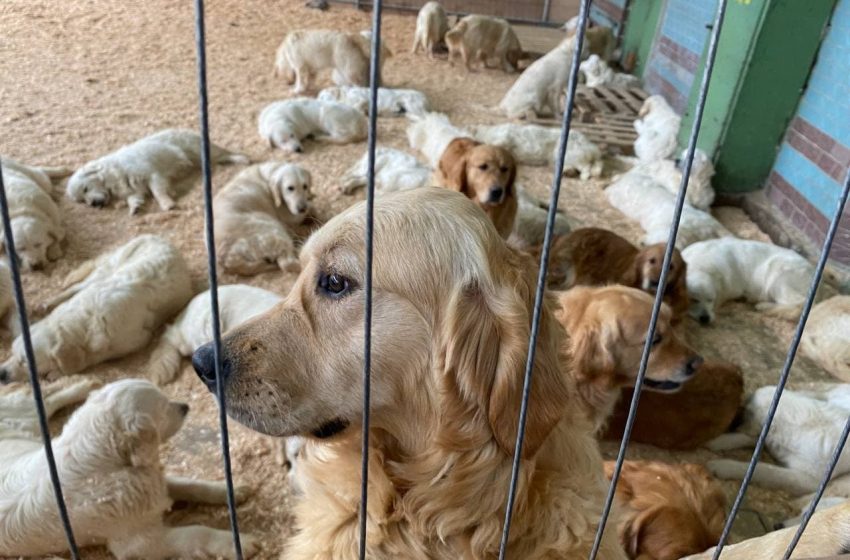  120 de câini de rasa Golden Retriever din Odessa, adăpostiți la Chișinău