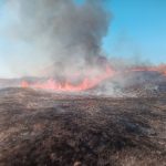 VIDEO/ Două hectare de pădure de pini, distruse de flăcări. Pompierii au lichidat peste 300 de incendii de vegetație
