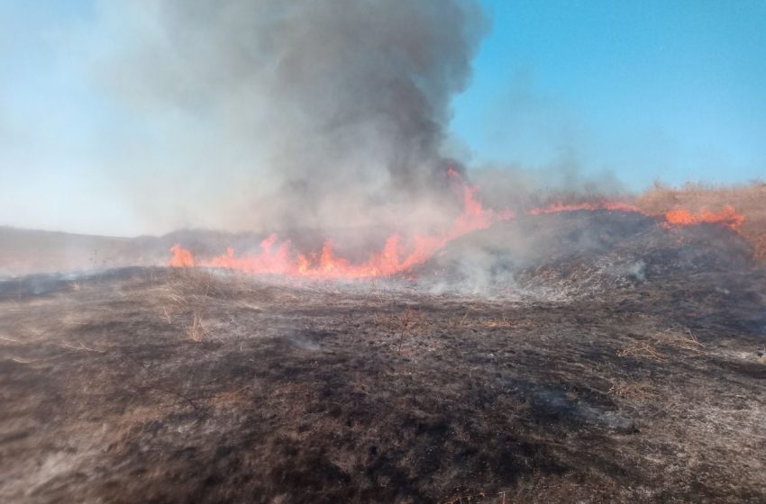  VIDEO/ Două hectare de pădure de pini, distruse de flăcări. Pompierii au lichidat peste 300 de incendii de vegetație