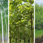 Paulownia, salcia și plopul. Trei culturi energetice lemnoase care pot fi cultivate în R. Moldova