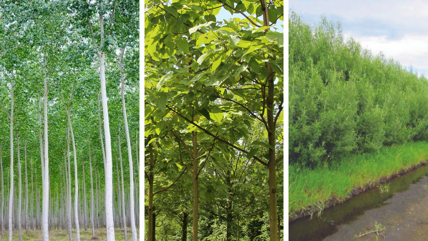  Paulownia, salcia și plopul. Trei culturi energetice lemnoase care pot fi cultivate în R. Moldova