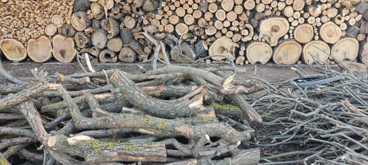  Administratorul unei întreprinderi agricole, amendat cu șase mii de lei pentru tăierea unor arbori