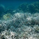 VIDEO/ Marea Barieră de Corali, din nou afectată de un episod de albire „generalizată”
