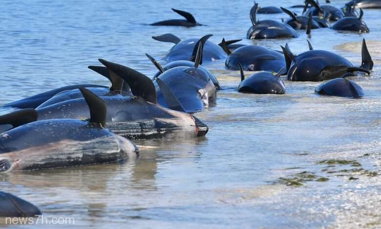  Circa 30 de balene-pilot au murit după ce au eşuat pe o plajă din Noua Zeelandă
