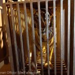 Lei şi tigri de la un adăpost pentru animale din Ucraina, evacuaţi în Polonia