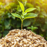 Studiu: Biomasa, singura resursă regenerabilă de energie care poate să înlocuiască resursele neregenerabile