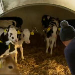 Vacile prietenoase cu mediul. O familie de fermieri folosește un amestec de usturoi și citrice pentru a reduce emisiile de metan