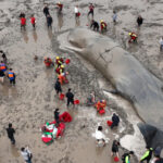FOTO/ O balenă uriașă, de 70 de tone, a eșuat pe o plajă din China. Oamenii au luptat 20 de ore ca să o salveze