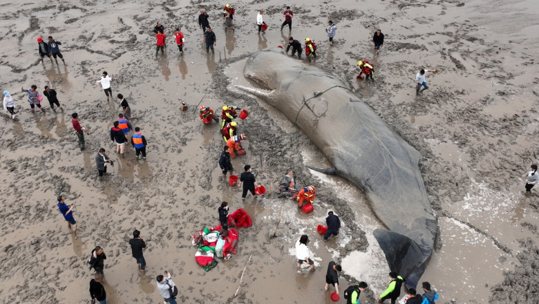  FOTO/ O balenă uriașă, de 70 de tone, a eșuat pe o plajă din China. Oamenii au luptat 20 de ore ca să o salveze