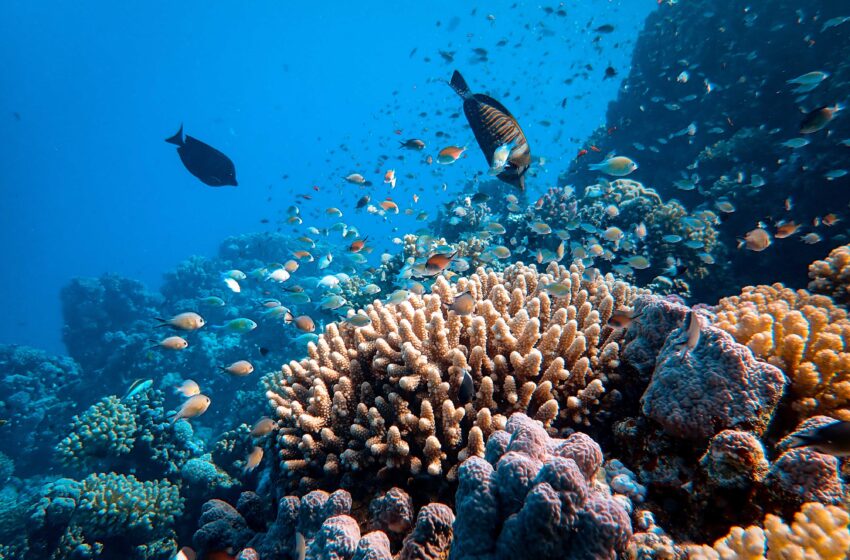  Studiu: Fără reducerea emisiilor de gaze cu efect de seră, este posibilă o extincție în masă în oceane
