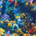 Oamenii de ştiinţă cartografiază recifele de corali din Caraibe pentru a le salva în faţa schimbărilor climatice