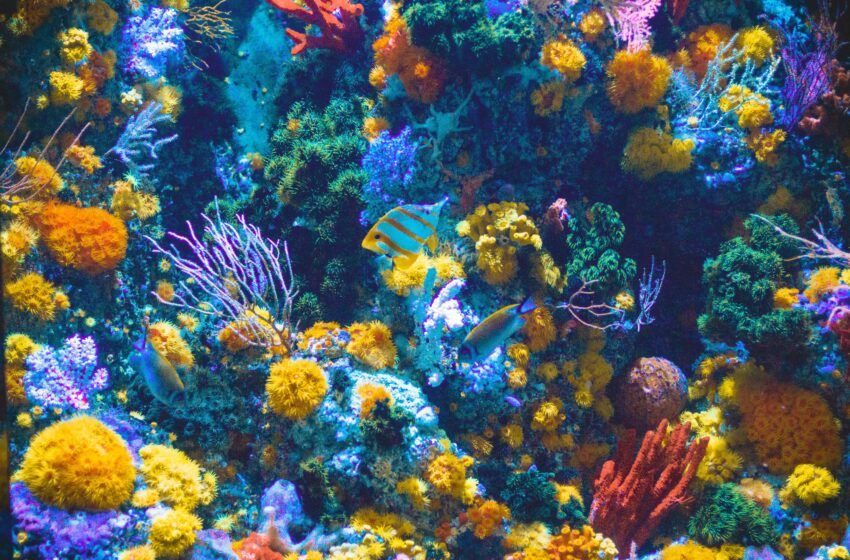  Oamenii de ştiinţă cartografiază recifele de corali din Caraibe pentru a le salva în faţa schimbărilor climatice