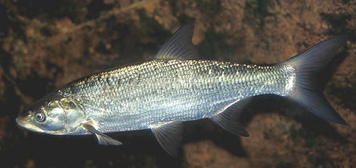  Pescuitul scrumbiei de Dunăre, permis în perioada de prohibiție. Când intră în vigoare ordinul Agenției de Mediu