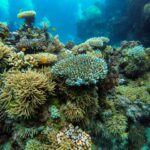 Australia: 91% din Marea Barieră de Corali a suferit un episod de „albire”