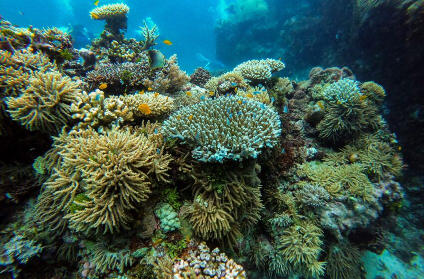  Australia: 91% din Marea Barieră de Corali a suferit un episod de „albire”