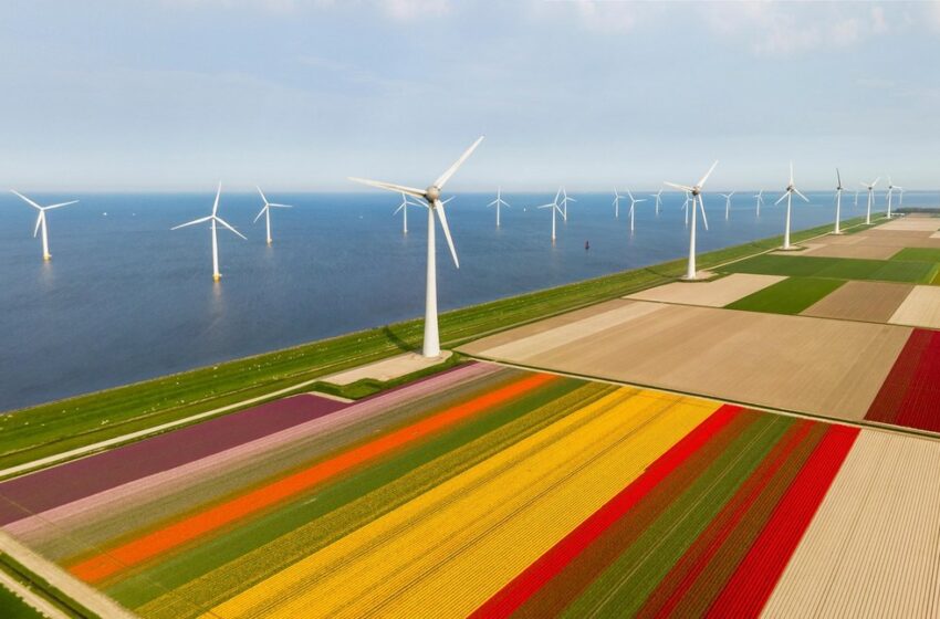  FOTO/ Au înflorit lalelele în Olanda. Cum arată de sus câmpurile cu flori colorate