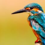 Zeci de păsări afectate de canicula din India nu mai pot zbura și cad, iar medicii veterinari le hidratează cu ajutorul seringilor